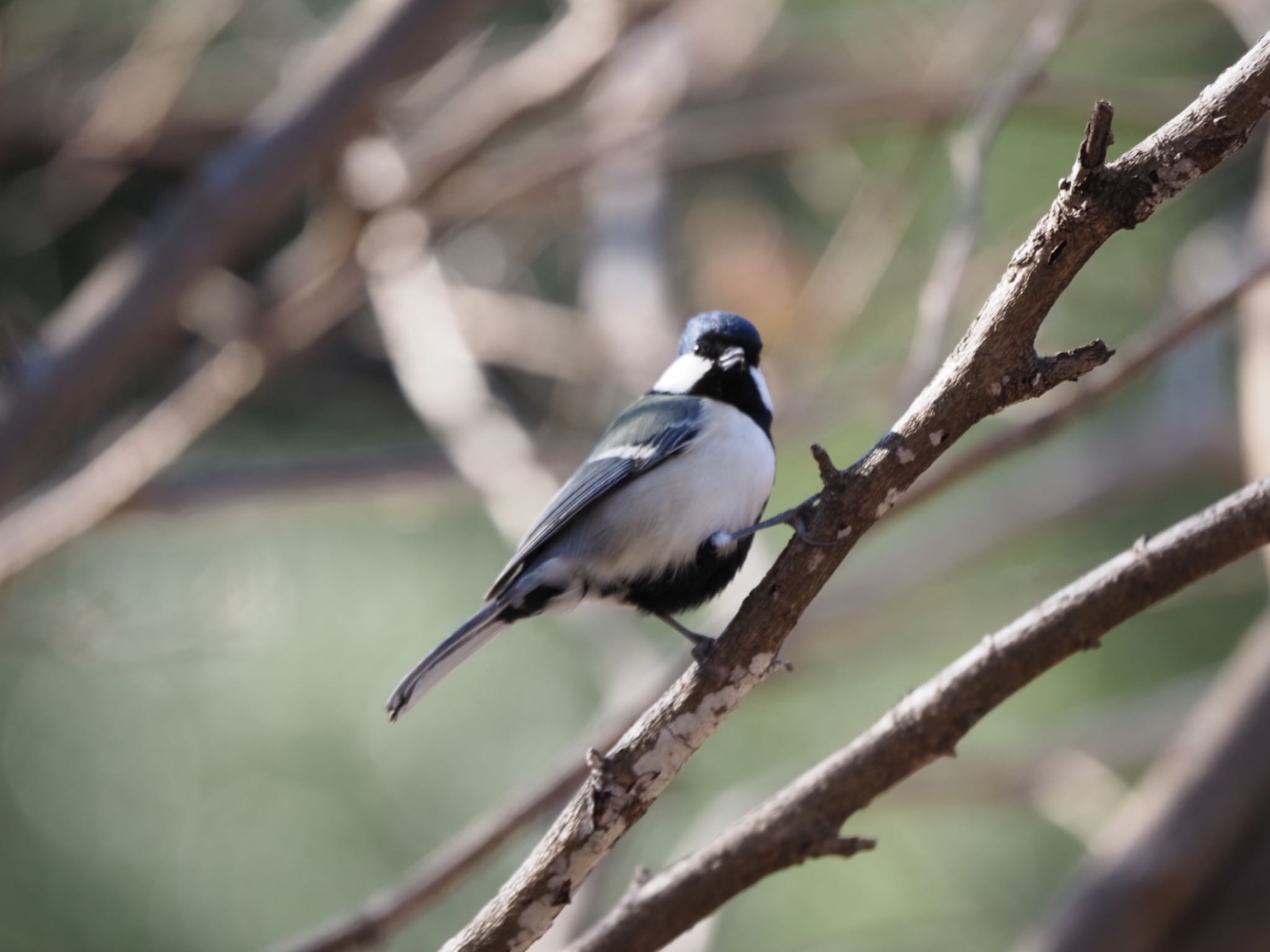 Japanese Tit