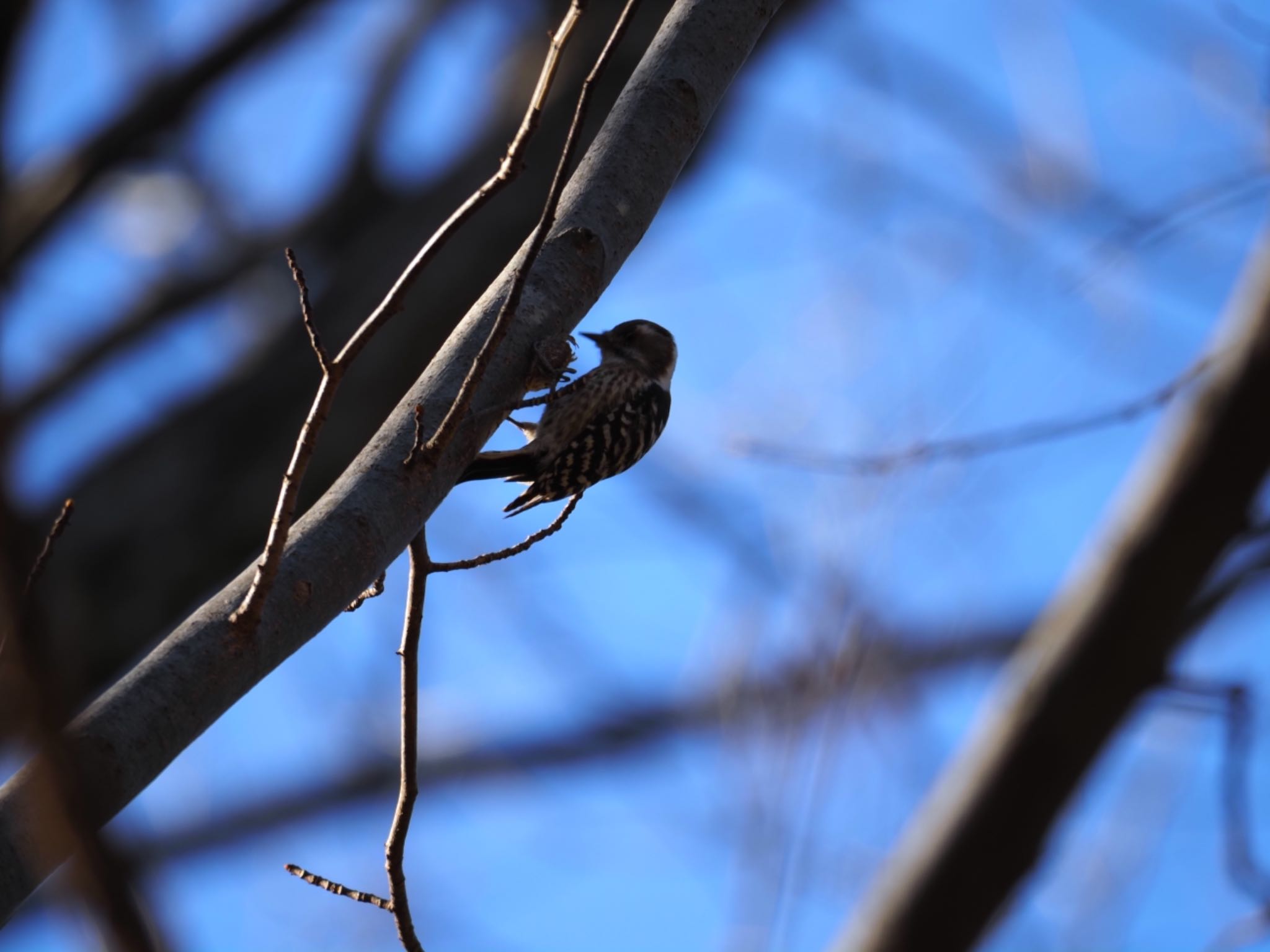 Japanese Pygmy Woodpecker