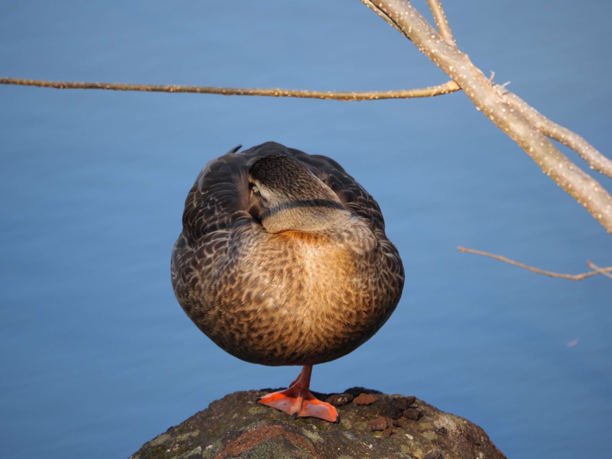 Eastern Spot-billed Duck