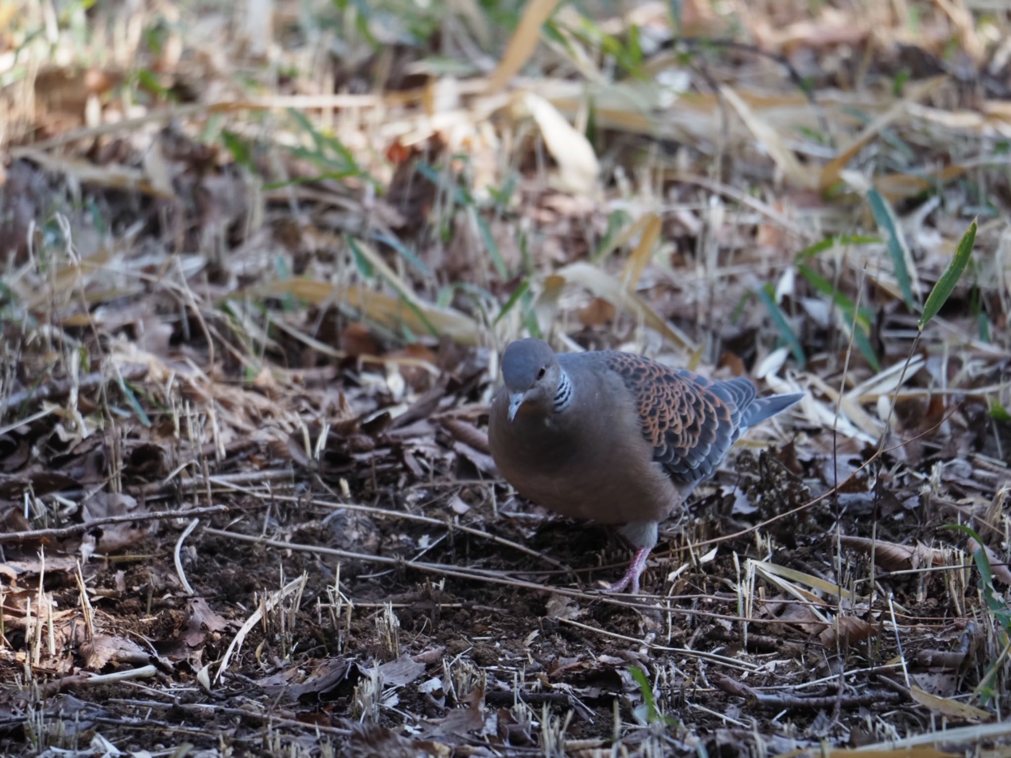 Oriental Turtle Dove