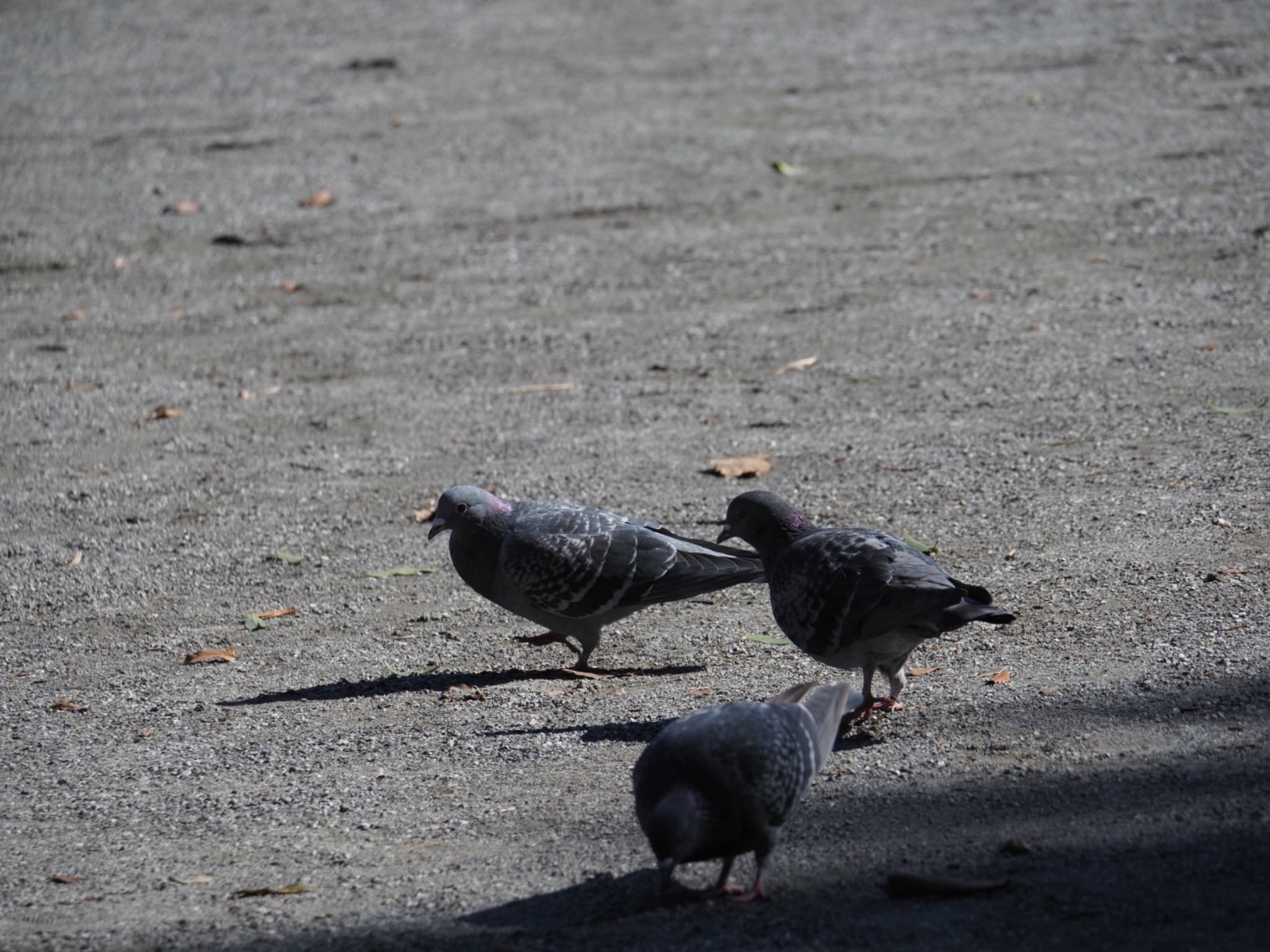 Rock Dove