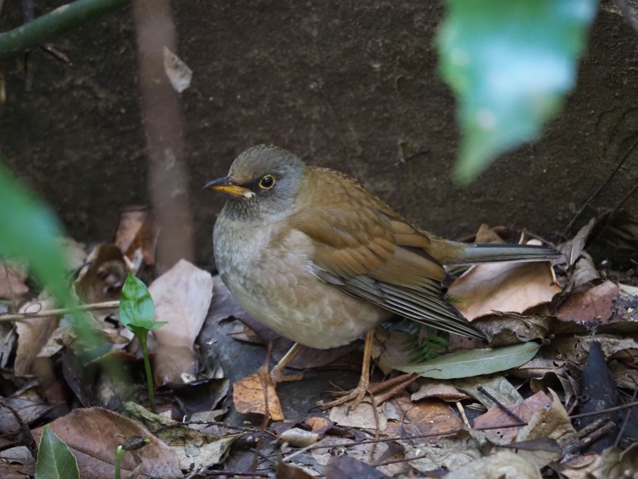 Pale Thrush