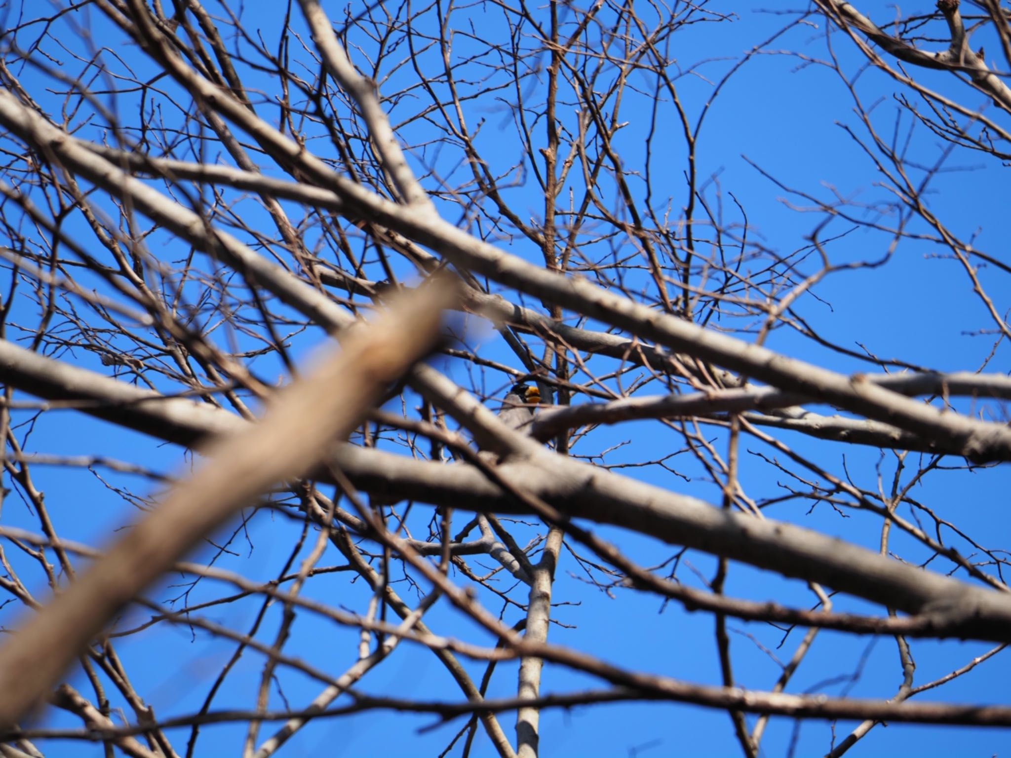 Chinese Grosbeak