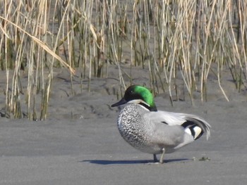 Falcated Duck 吉野川河口 Wed, 2/3/2021