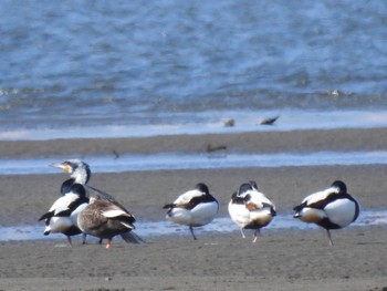 Common Shelduck 吉野川河口 Wed, 2/3/2021