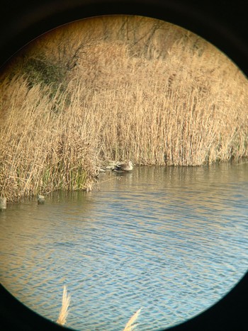 Eastern Spot-billed Duck 乃木浜総合公園 Wed, 2/3/2021