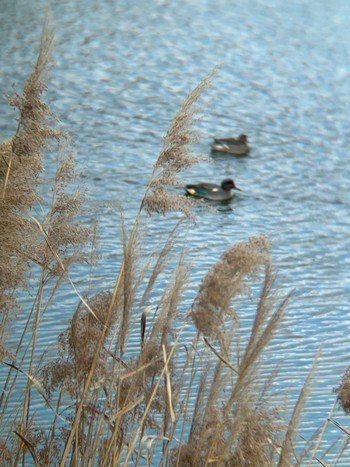 Eurasian Teal 乃木浜総合公園 Wed, 2/3/2021