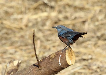 Blue Rock Thrush 酒匂川 Sun, 1/31/2021