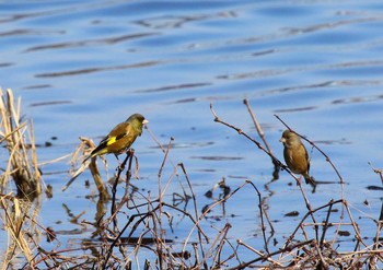 Grey-capped Greenfinch 酒匂川 Sun, 1/31/2021