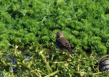 Water Pipit 酒匂川 Sun, 1/31/2021