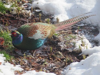 Green Pheasant 高松の池 Wed, 2/3/2021