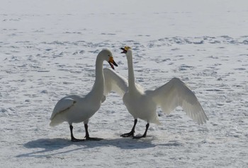 Whooper Swan 高松の池 Wed, 2/3/2021