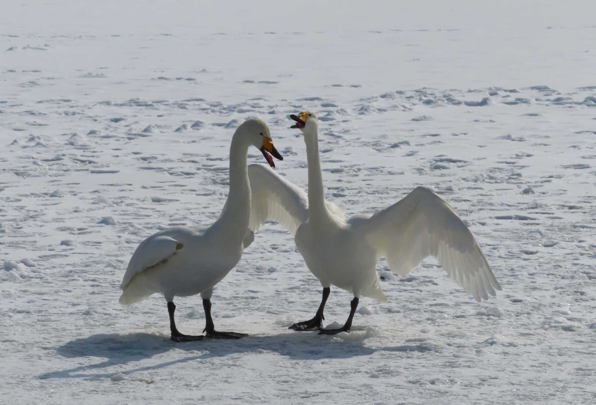 Photo of Whooper Swan at 高松の池 by ゆ