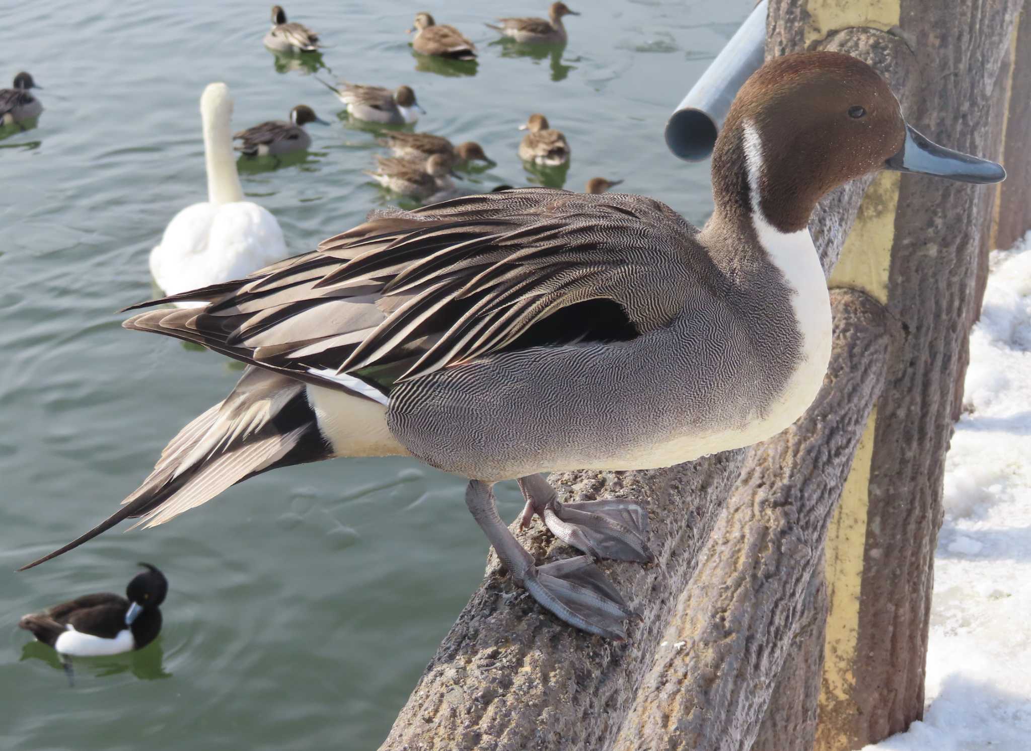 Photo of Northern Pintail at 高松の池 by ゆ