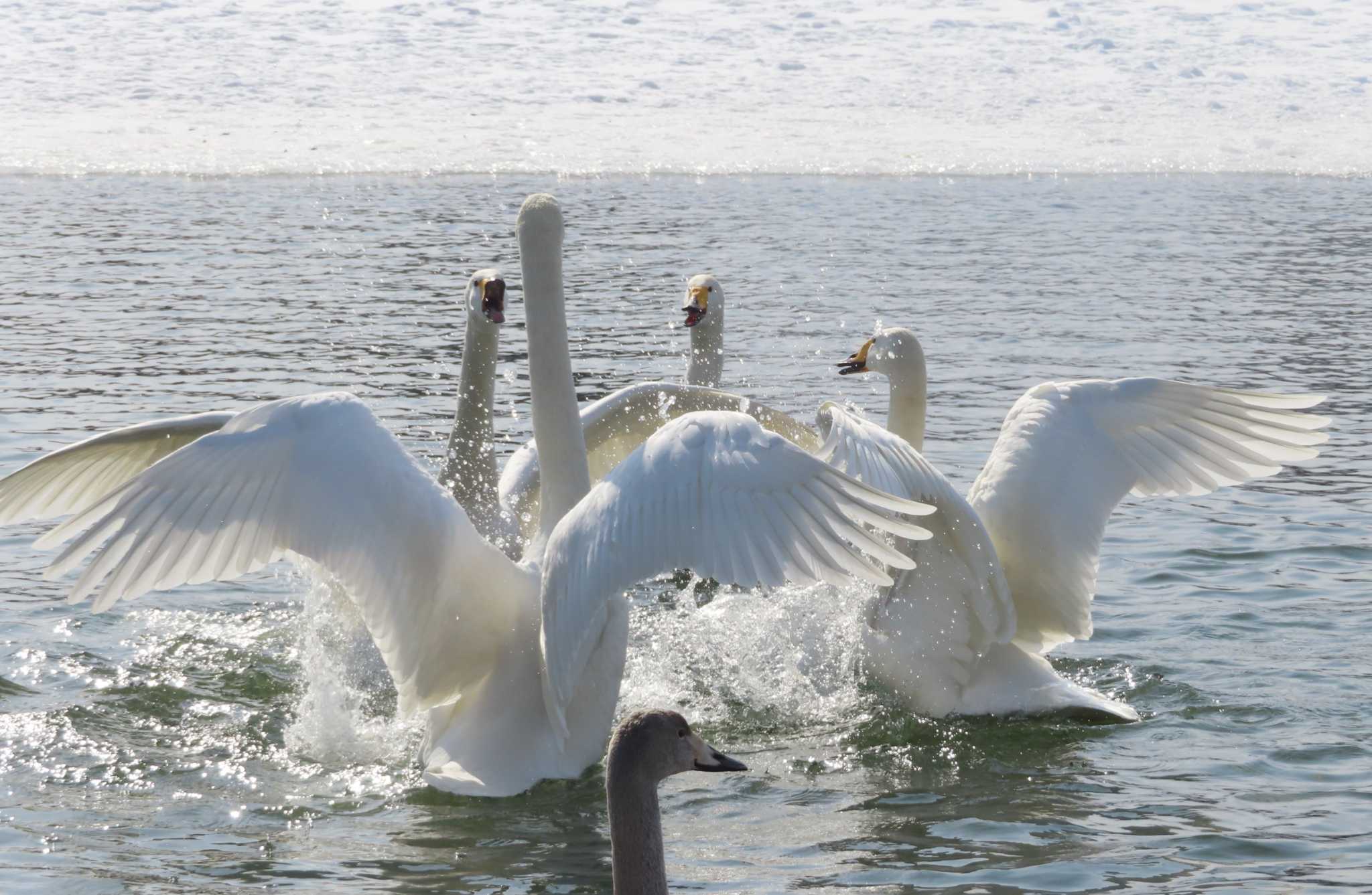 Photo of Whooper Swan at 高松の池 by ゆ