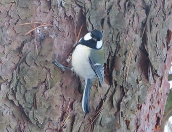 Japanese Tit 高松の池 Wed, 2/3/2021