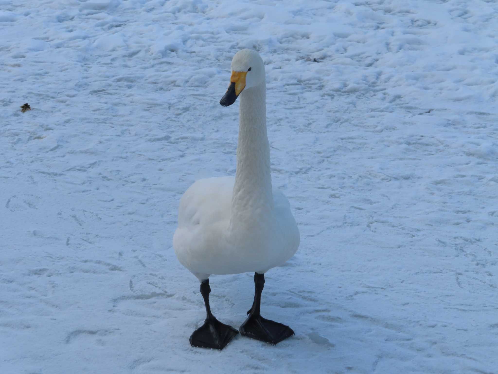 オオハクチョウ