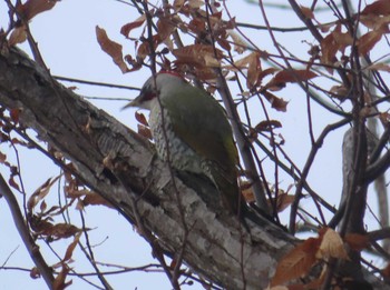 Japanese Green Woodpecker 高松の池 Wed, 2/3/2021