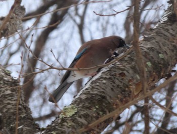 Eurasian Jay 高松の池 Wed, 2/3/2021