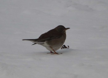 Pale Thrush 高松の池 Wed, 2/3/2021