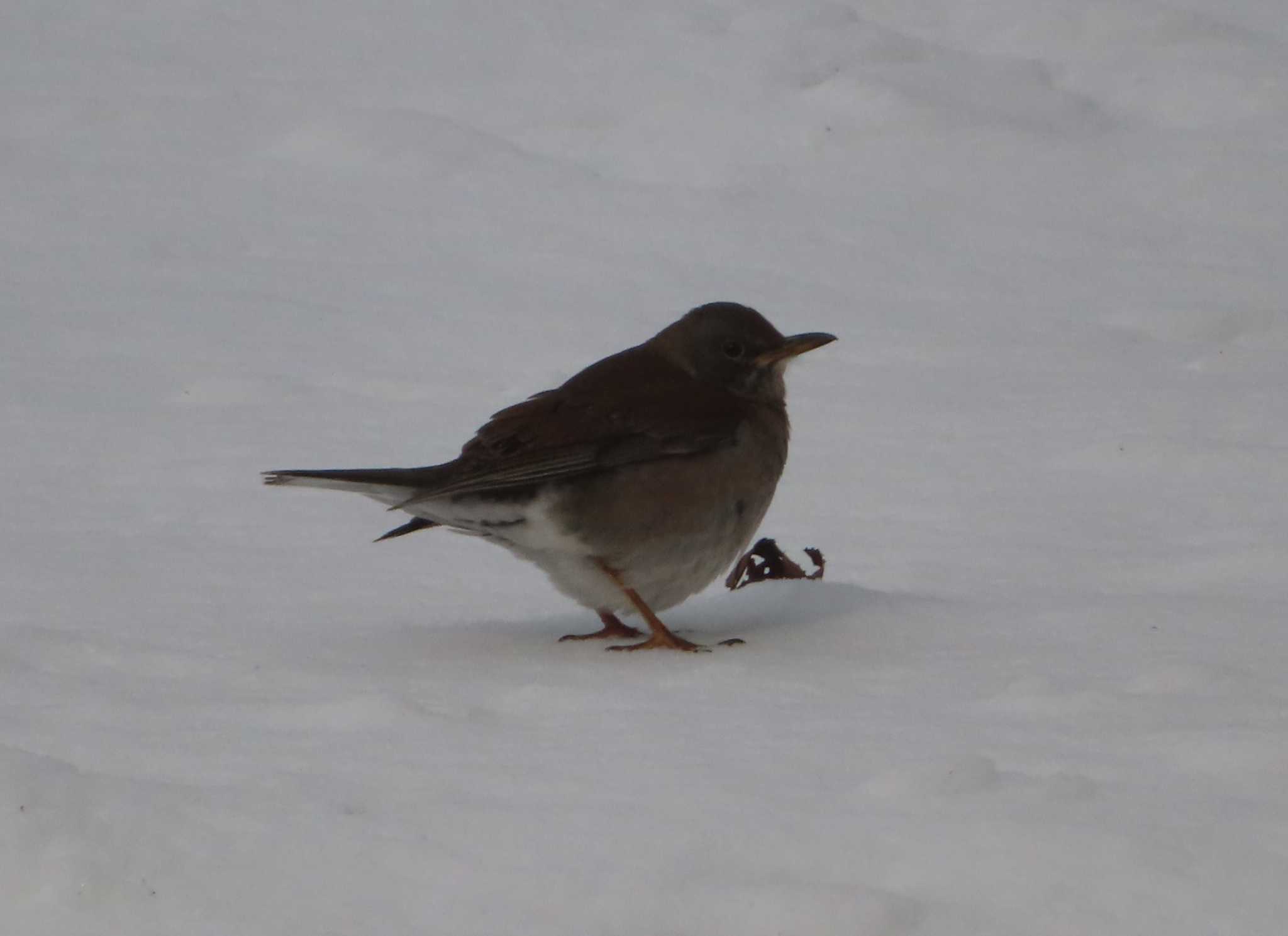 Pale Thrush