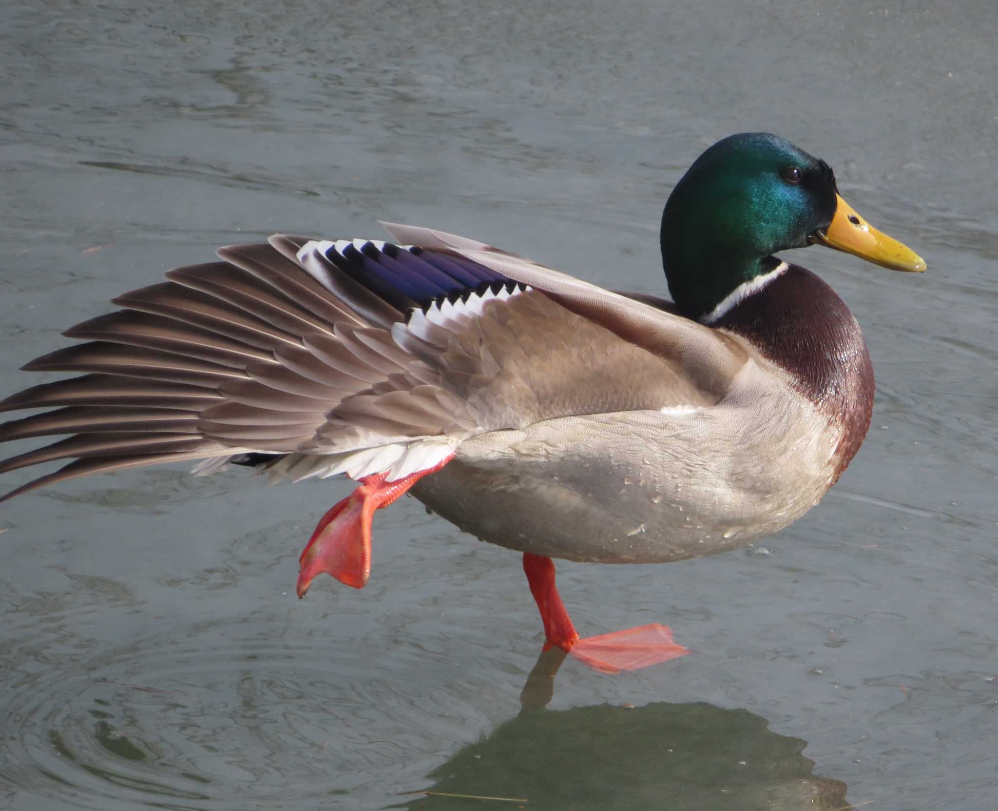 Photo of Mallard at 高松の池 by ゆ