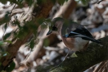 Eurasian Jay 丹沢山奥 Sun, 1/31/2021