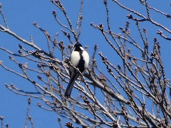 シジュウカラ 浅川 (八王子) 2021年2月3日(水)