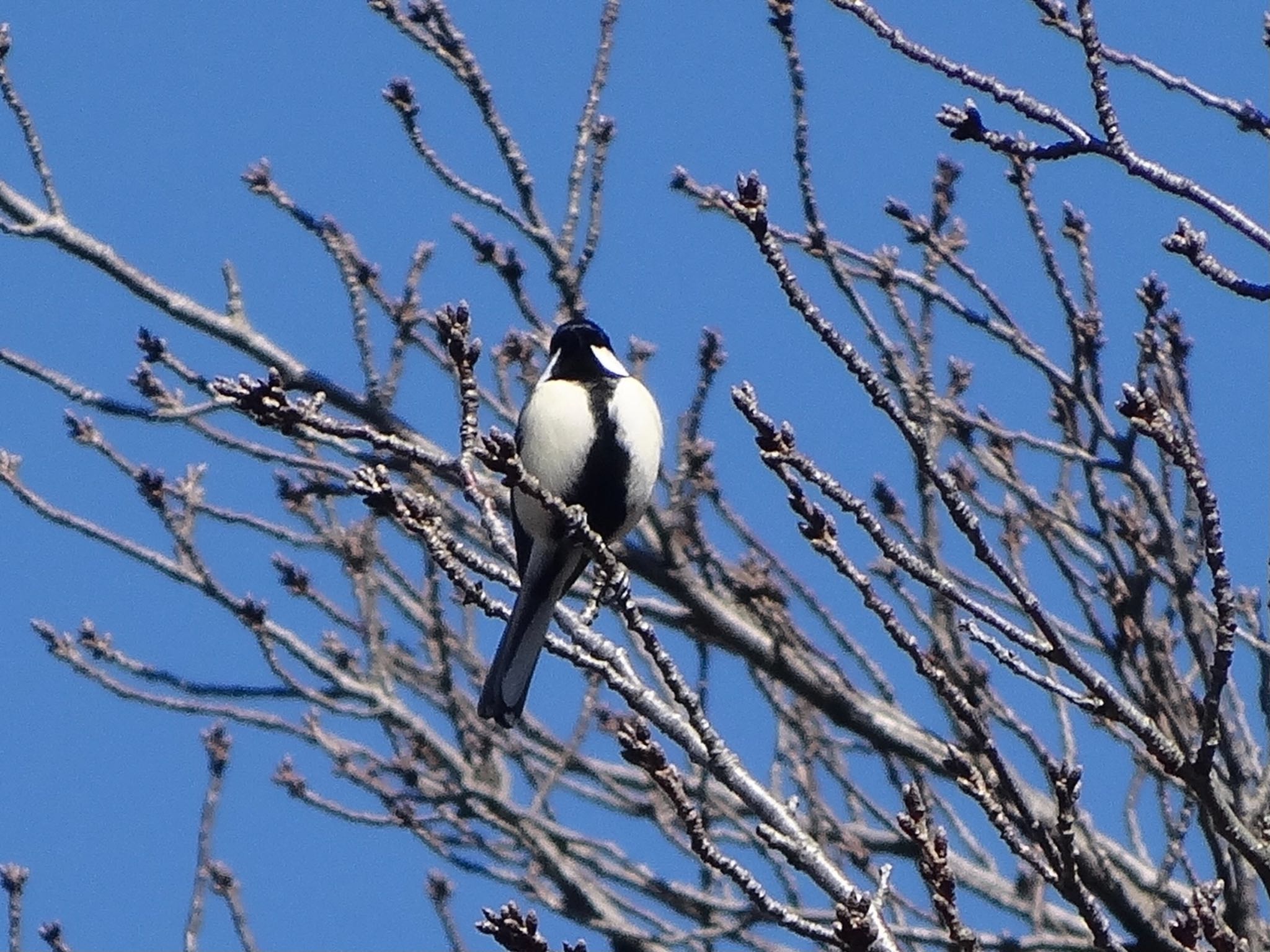 シジュウカラ