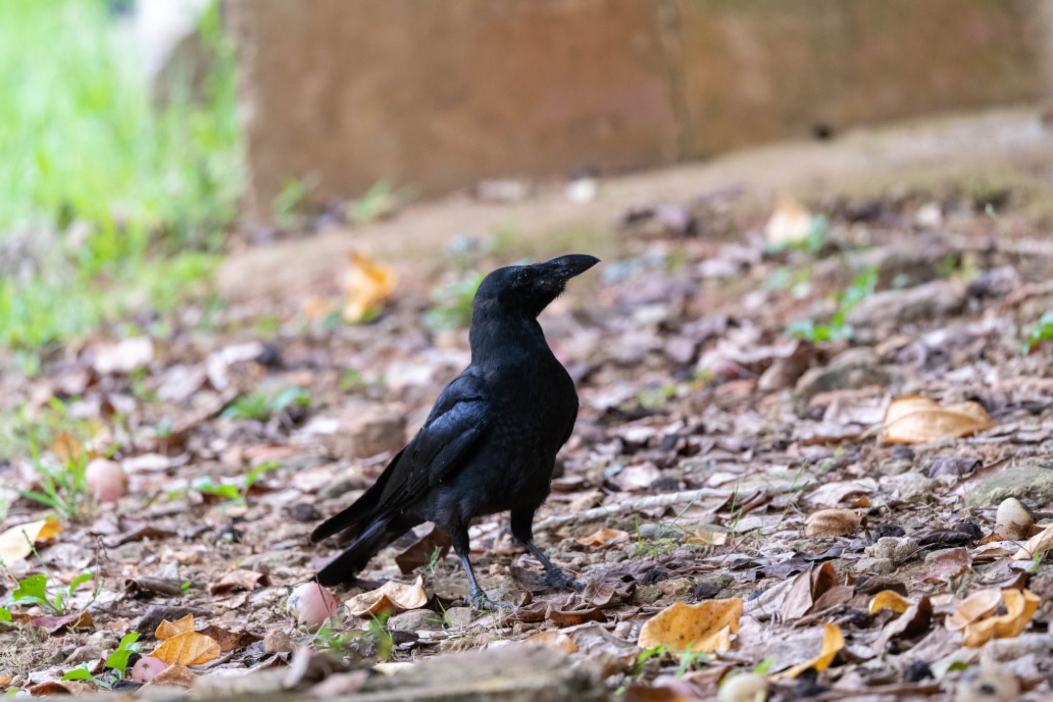 Photo of Large-billed crow(connectens) at  by アカウント5644