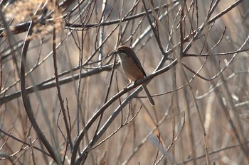 Bull-headed Shrike 守谷野鳥のみち Wed, 2/3/2021