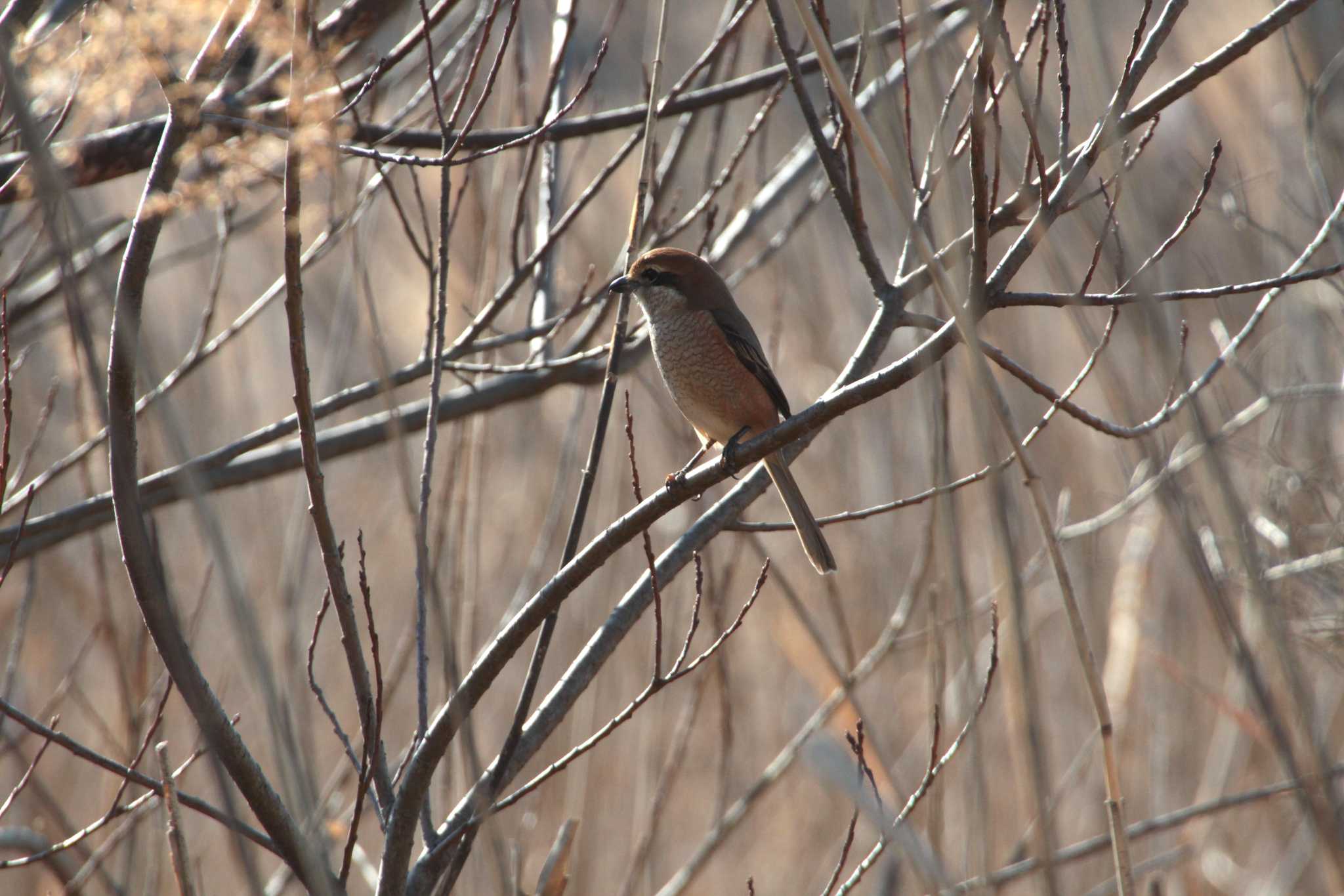 守谷野鳥のみち モズの写真 by Simo