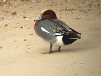 Eurasian Wigeon 甲子園浜(兵庫県西宮市) Fri, 12/23/2016