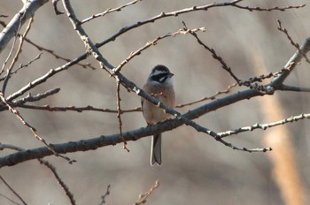 2021年2月3日(水) 守谷野鳥のみちの野鳥観察記録