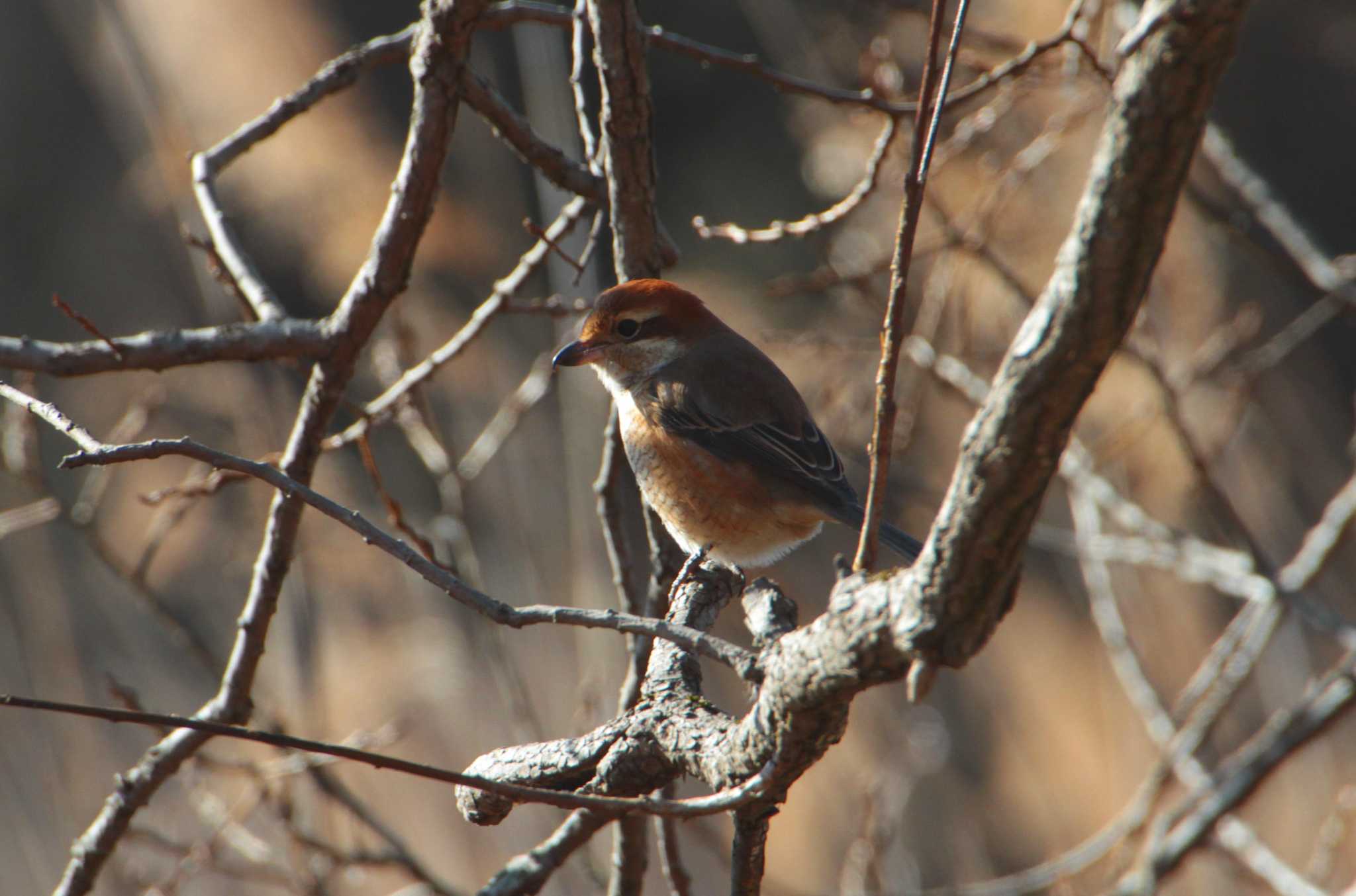 Photo of Bull-headed Shrike at 守谷野鳥のみち by Simo