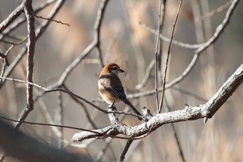 Bull-headed Shrike 守谷野鳥のみち Wed, 2/3/2021