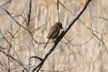 Bull-headed Shrike 守谷野鳥のみち Wed, 2/3/2021