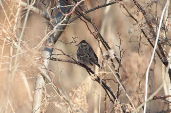 カシラダカ 守谷野鳥のみち 2021年2月3日(水)