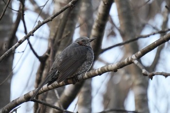 Brown-eared Bulbul Arima Fuji Park Sun, 1/31/2021