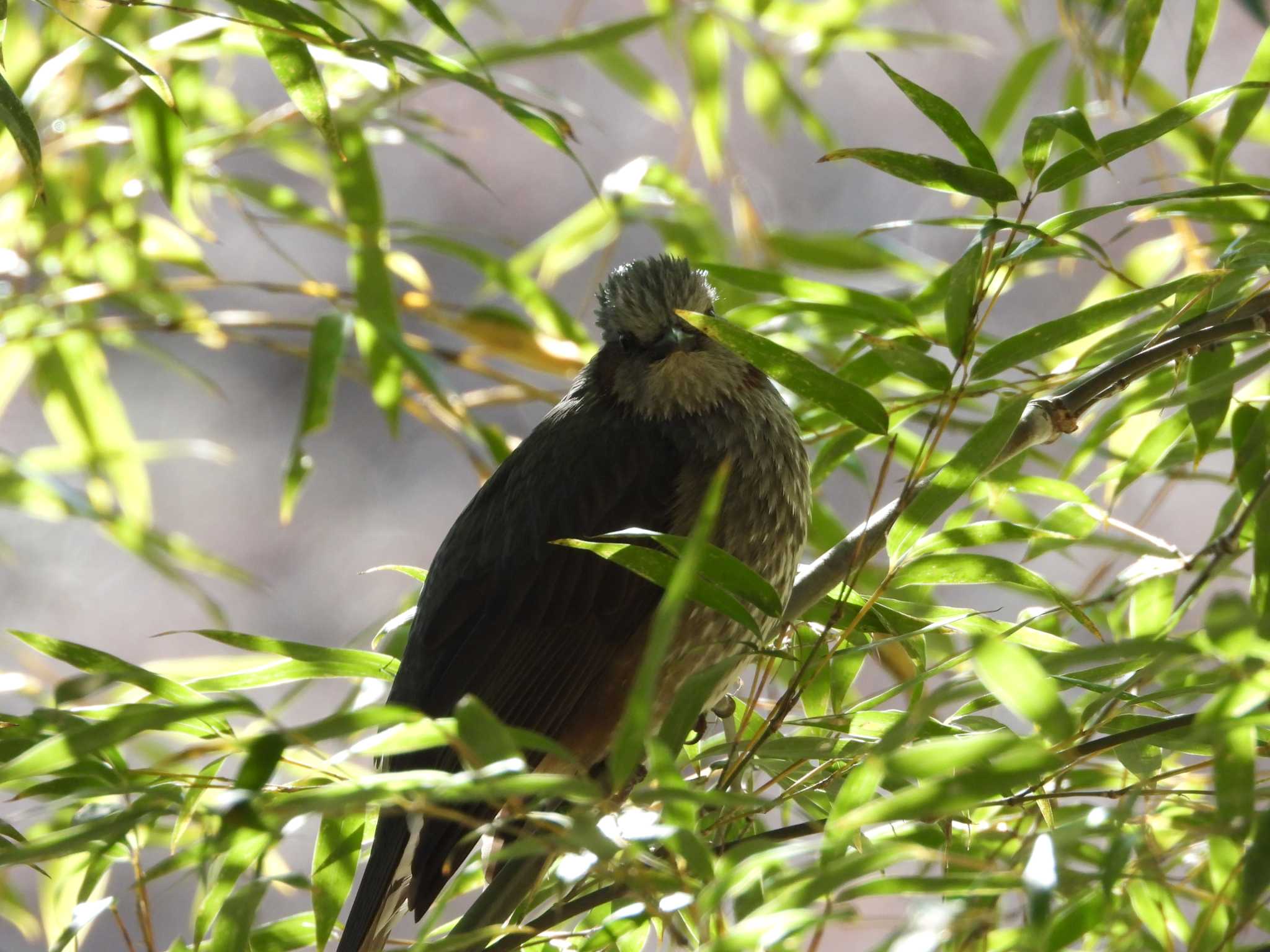 Brown-eared Bulbul