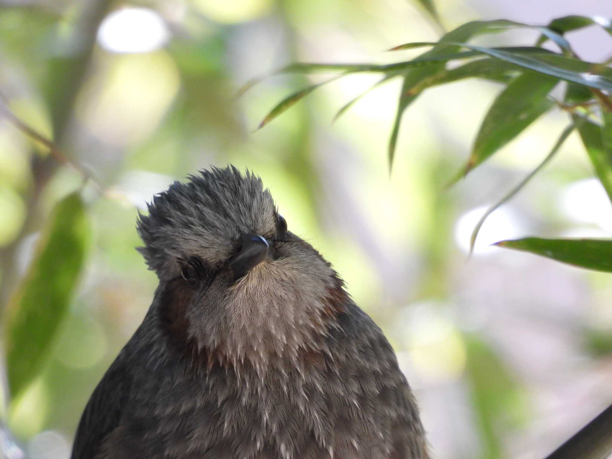 Brown-eared Bulbul