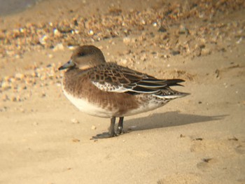 Eurasian Wigeon 甲子園浜(兵庫県西宮市) Fri, 12/23/2016