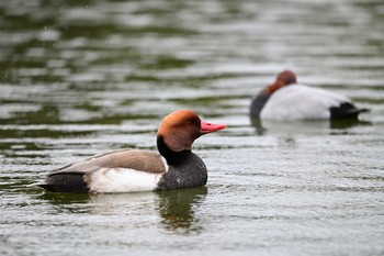 Sun, 1/24/2021 Birding report at 大阪府