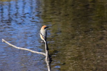 モズ 野川 2021年2月3日(水)