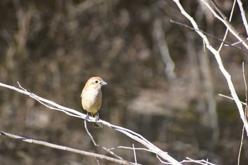 モズ 野川 2021年2月3日(水)