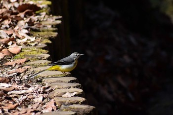 Grey Wagtail 野川公園 Wed, 2/3/2021