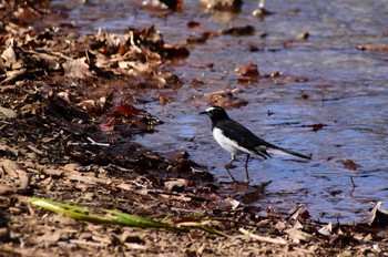 Japanese Wagtail 野川公園 Wed, 2/3/2021