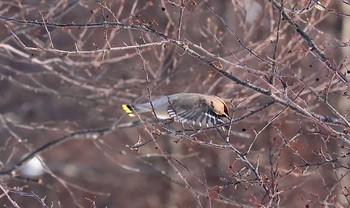 キレンジャク 栃木県 撮影日未設定