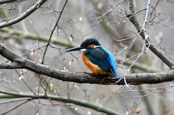 カワセミ 京都府立植物園 2021年2月3日(水)