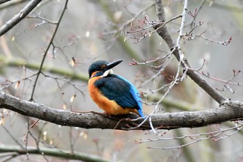 Common Kingfisher 京都府立植物園 Wed, 2/3/2021